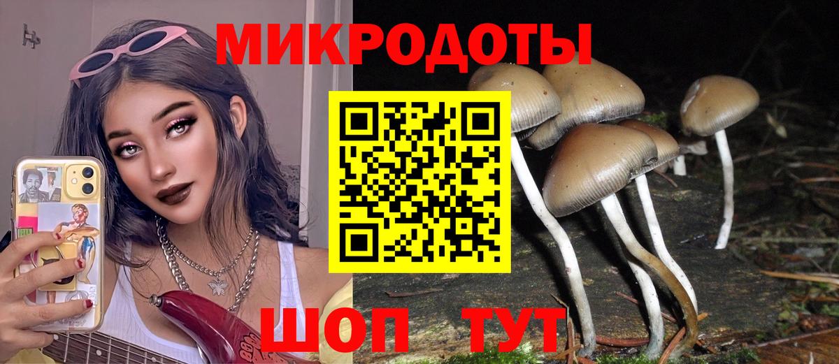 Псилоцибиновые грибы Psilocybine cubensis Темрюк